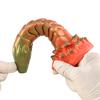 Monster Cock Scylla - Silicone Realistic Animal Dragonhead-Snake Dildo Silikon Gerçekçi Doku Yılan Yapay Penis